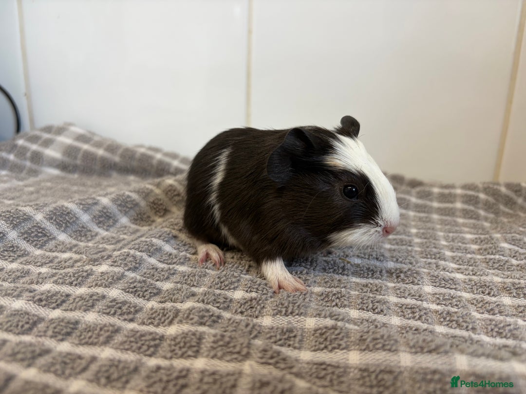 Guinea Pig rodents for sale: 2 Male Guinea Pigs - Advert 3