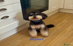Sproodle dogs for sale: Lovely Sproodles (Springerpoos) - Image 21