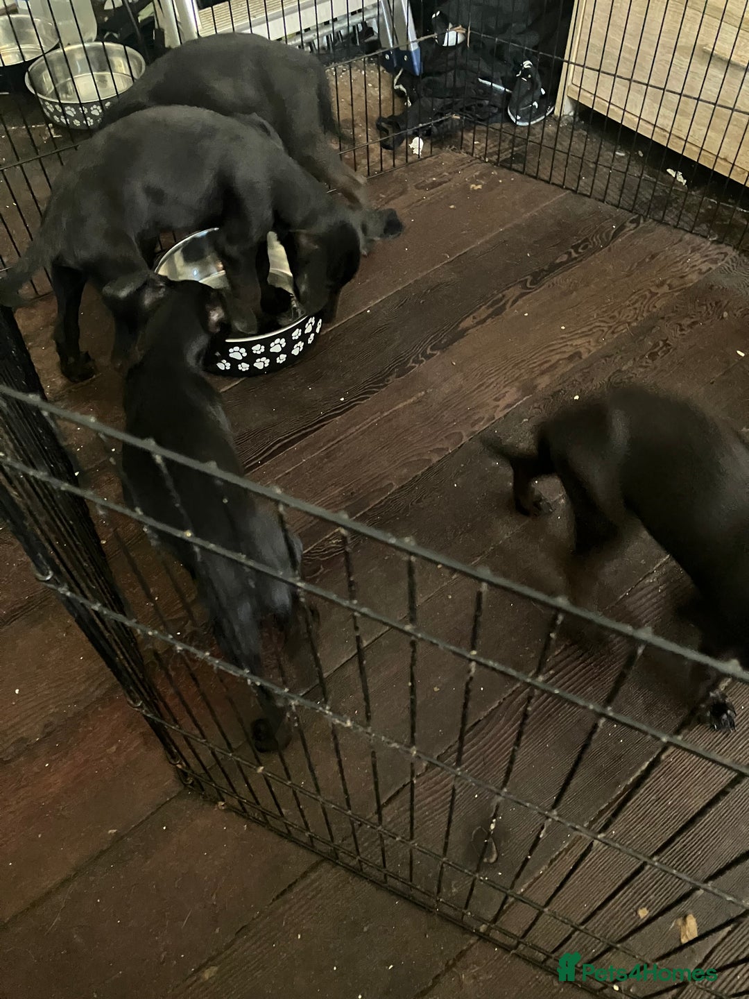 Mixed Breed dogs for sale: Puppies ready to be rehomed - Image 6