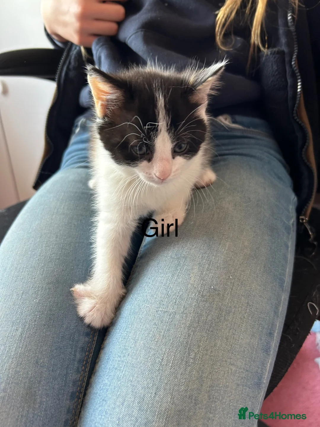 Mixed Breed cats for sale: Kittens  - Advert 7