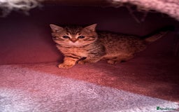 British Shorthair cats for sale: 6 Gorgeous British Shorthairs for sale  - Image 18