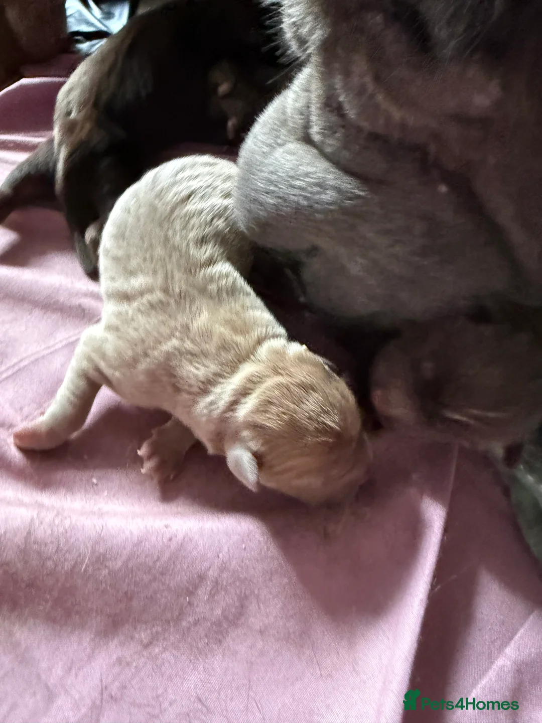 Mixed Breed dogs for sale: Sharpei pups - Advert 2