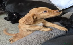 Cocker Spaniel dogs for sale: Cocker Spaniel Puppies for Sale - Image 14