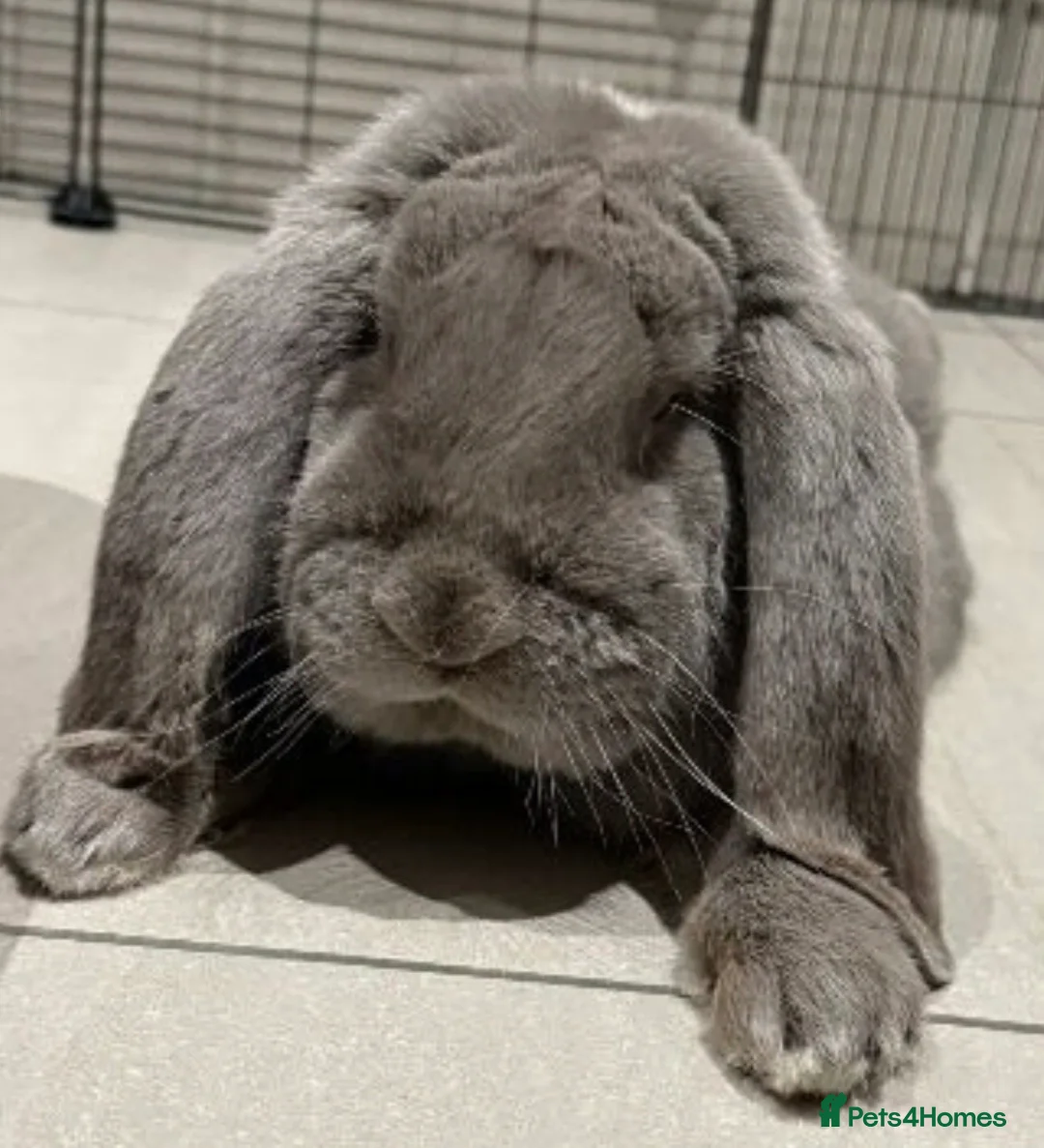 French Lop rabbits for sale: Lilac buck available  - Advert 2