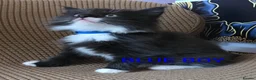 Mixed Breed cats for sale: Beauty litter of ragcoon -tuxedo cross  in Preston - Advert 7