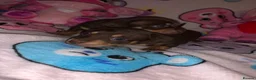 Miniature Dachshund dogs for sale: 2 girl miniature Dachshund  - Advert 14