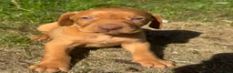 Hungarian Vizsla dogs for sale: TRUE HUNGARIAN VIZSLA PUPPIES  - Advert 3