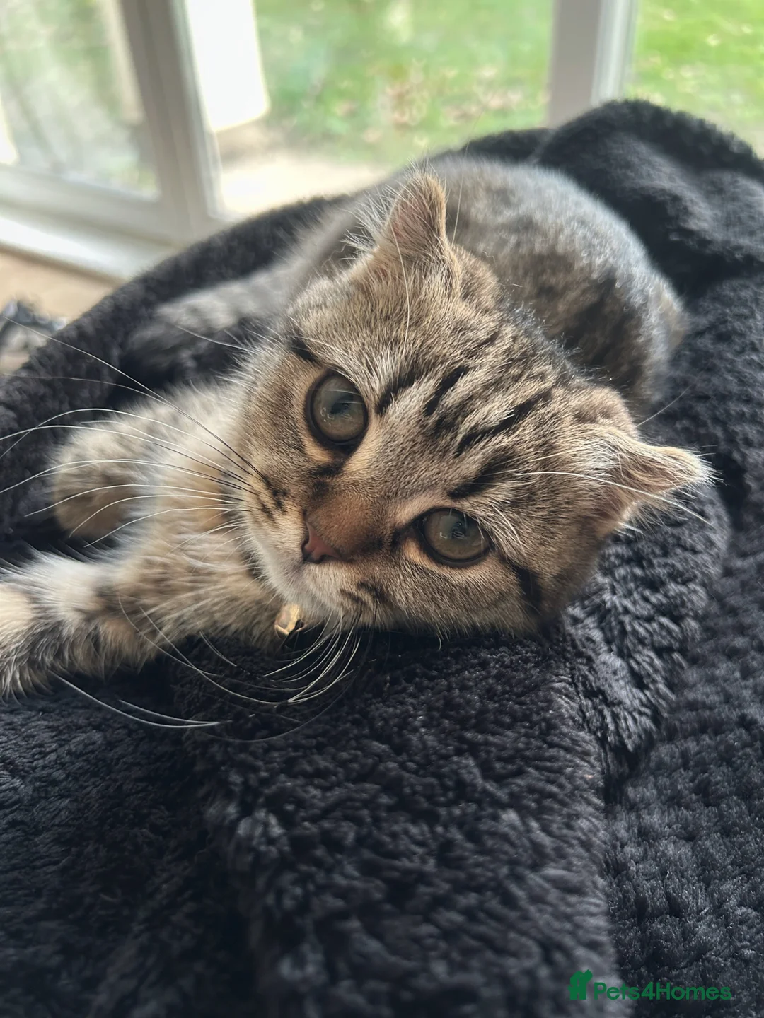 Scottish Fold cats for sale: Scottish fold for sale in Poole - Advert 2