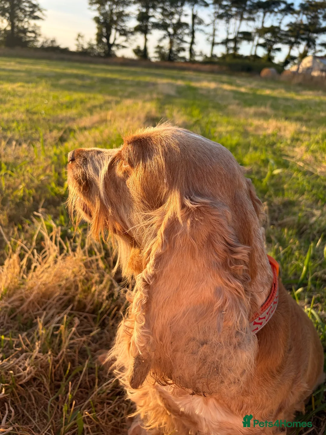 Cocker Spaniel dogs for sale: 7 year old cocker spaniel Pumpkin needing a home  in Newquay - Advert 2