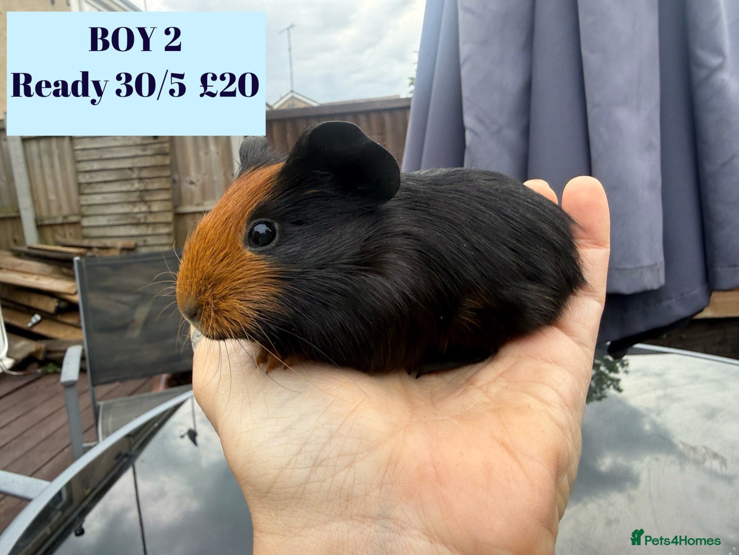Guinea Pig rodents Make Baby Guinea Pigs - Advert 20