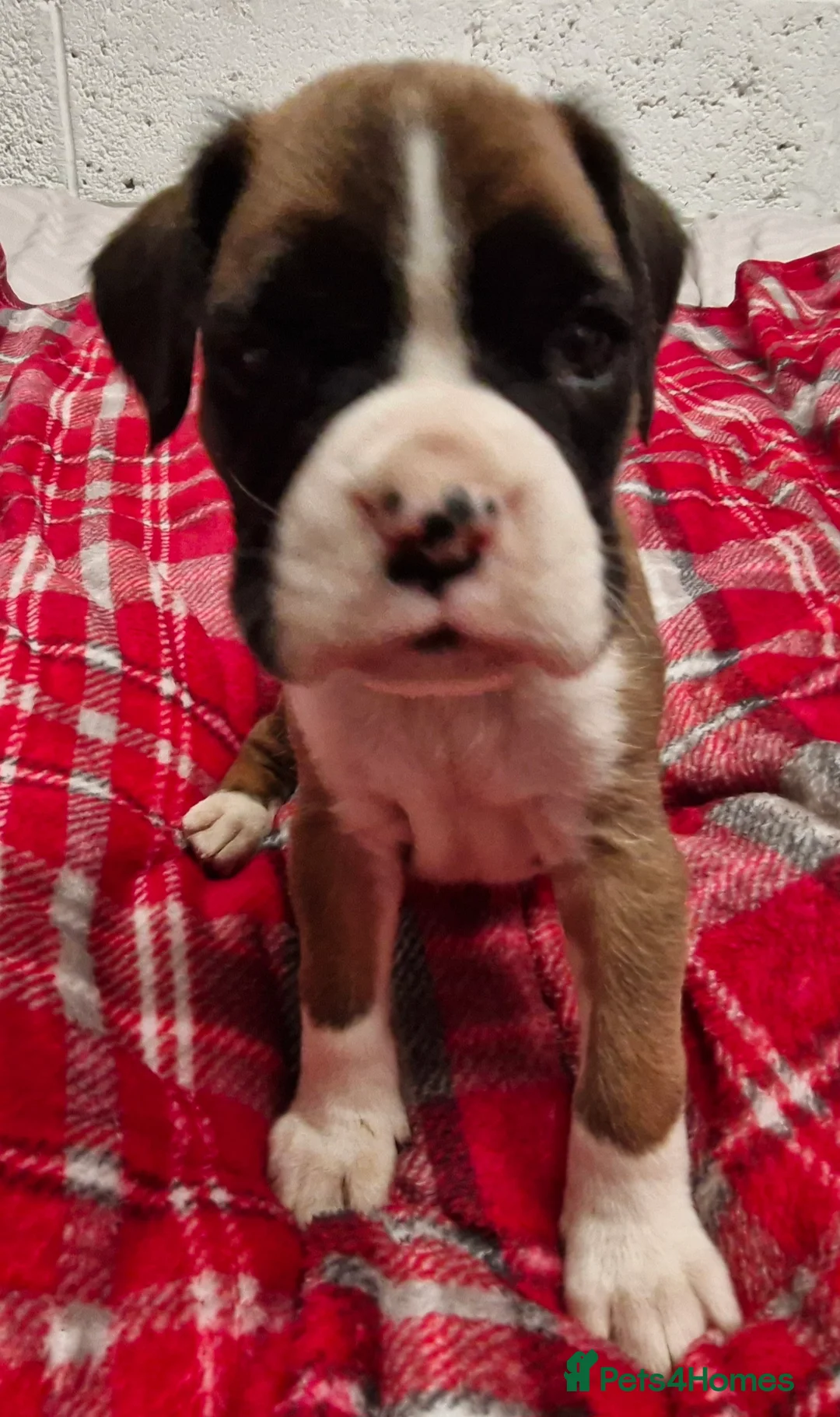 Boxer dogs for sale: Kc boxer puppies - Advert 19