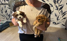 Cavapoo dogs for sale: Stunning Cavapoo puppies  - Image 20