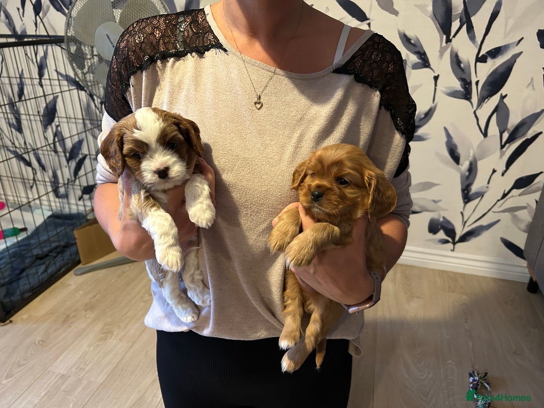 Cavapoo dogs for sale: Stunning Cavapoo puppies  - Image 20