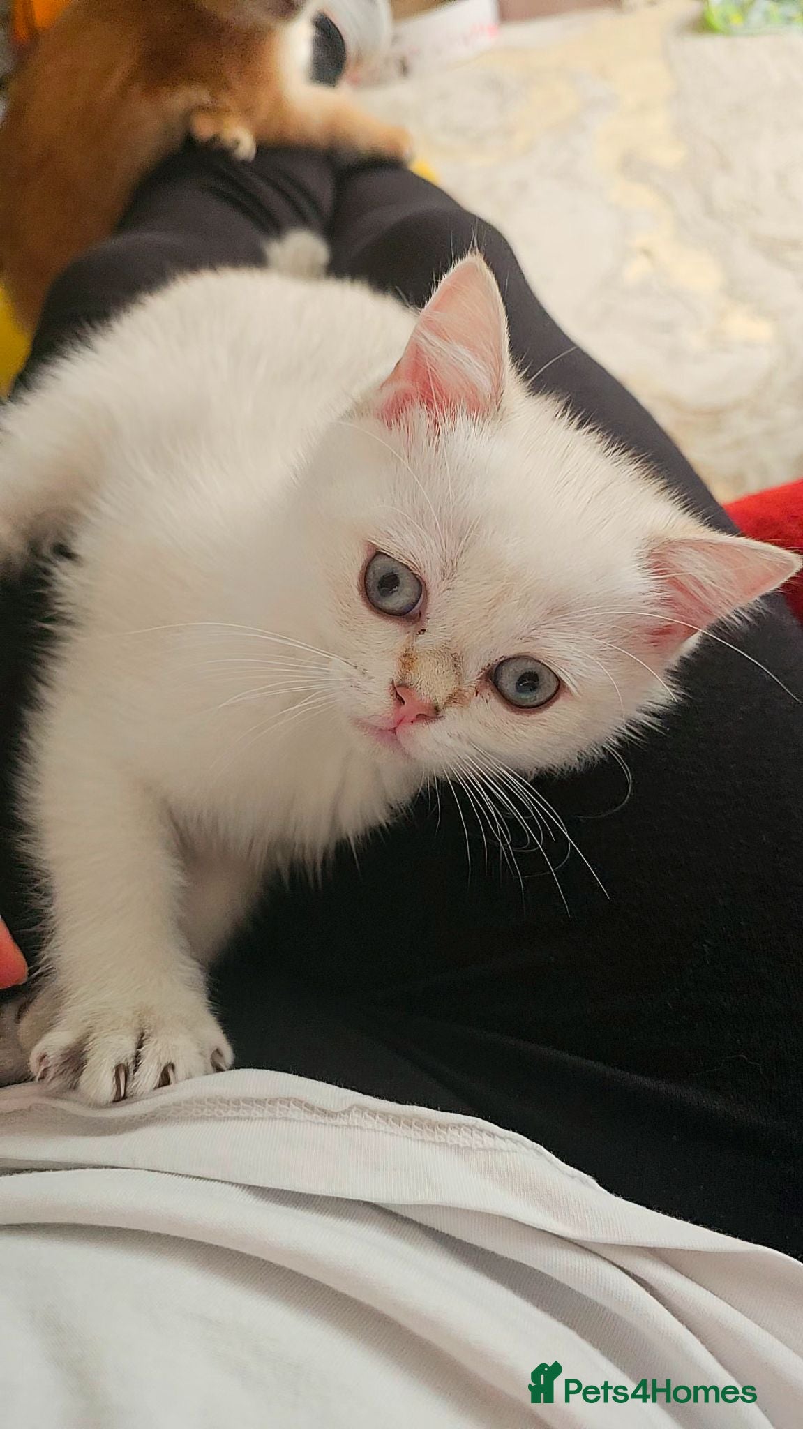 Scottish Fold cats Pedigree😻SF TICA registered😻kittens😻 - Advert 6