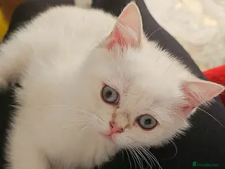 Scottish Fold cats Pedigree😻SF TICA registered😻kittens😻 - Advert 6