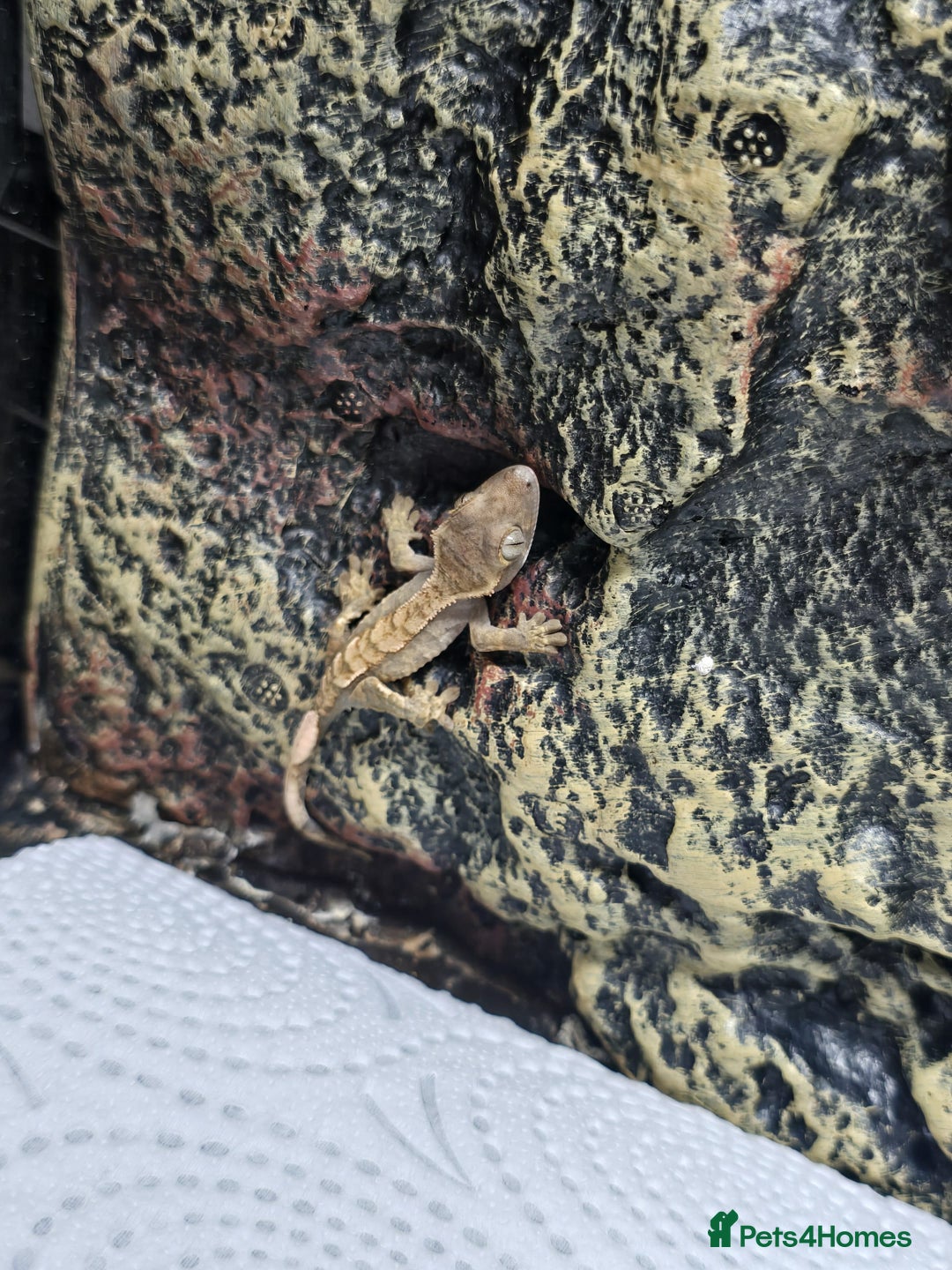 Gecko reptiles for sale: Crested baby gecko - Advert 4
