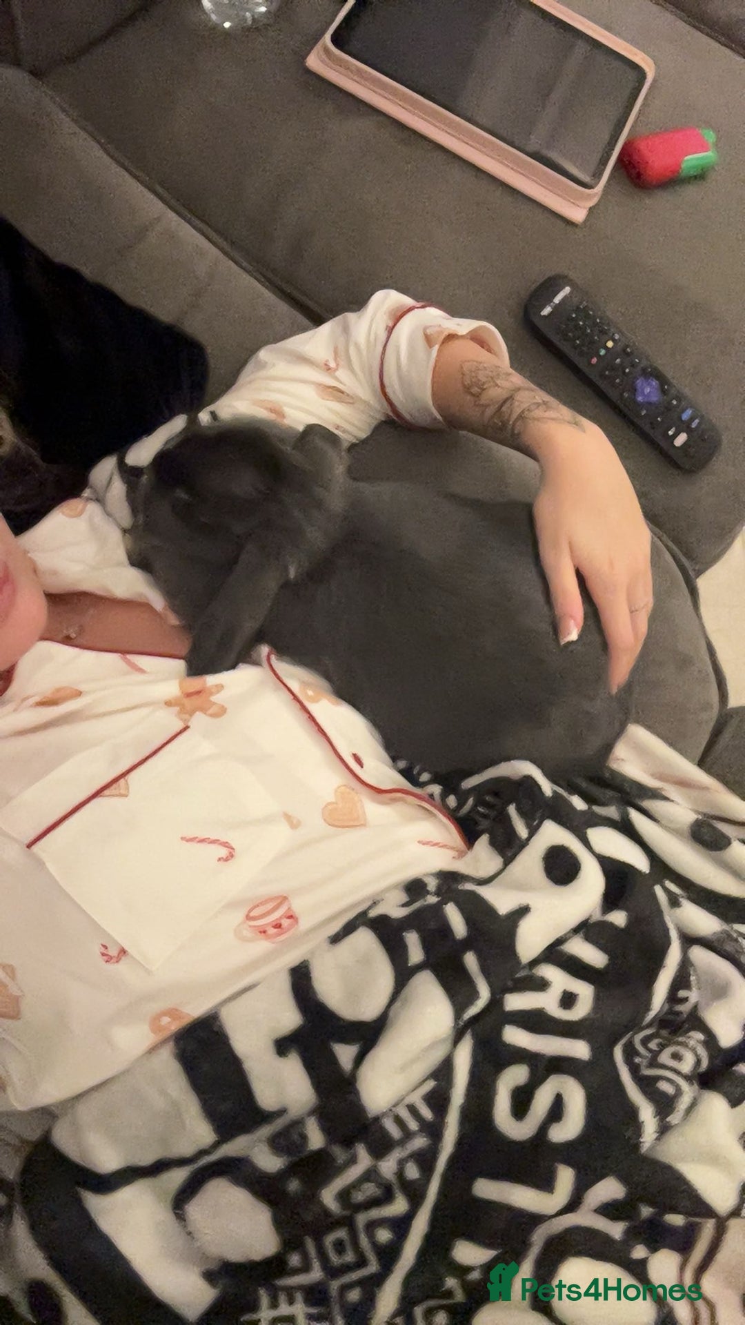 Mini Lop rabbits for sale: 3 year old mini lop  - Advert 4