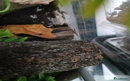 Gecko reptiles for sale: Crested geckos - Image 1