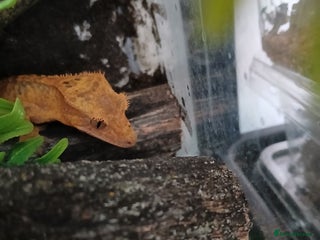 Gecko reptiles - Advert 26