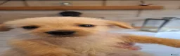 Mixed Breed dogs for sale: Beautiful healthy chiapoo's - Advert 10