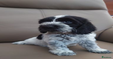 Cockapoo dogs - Advert 4