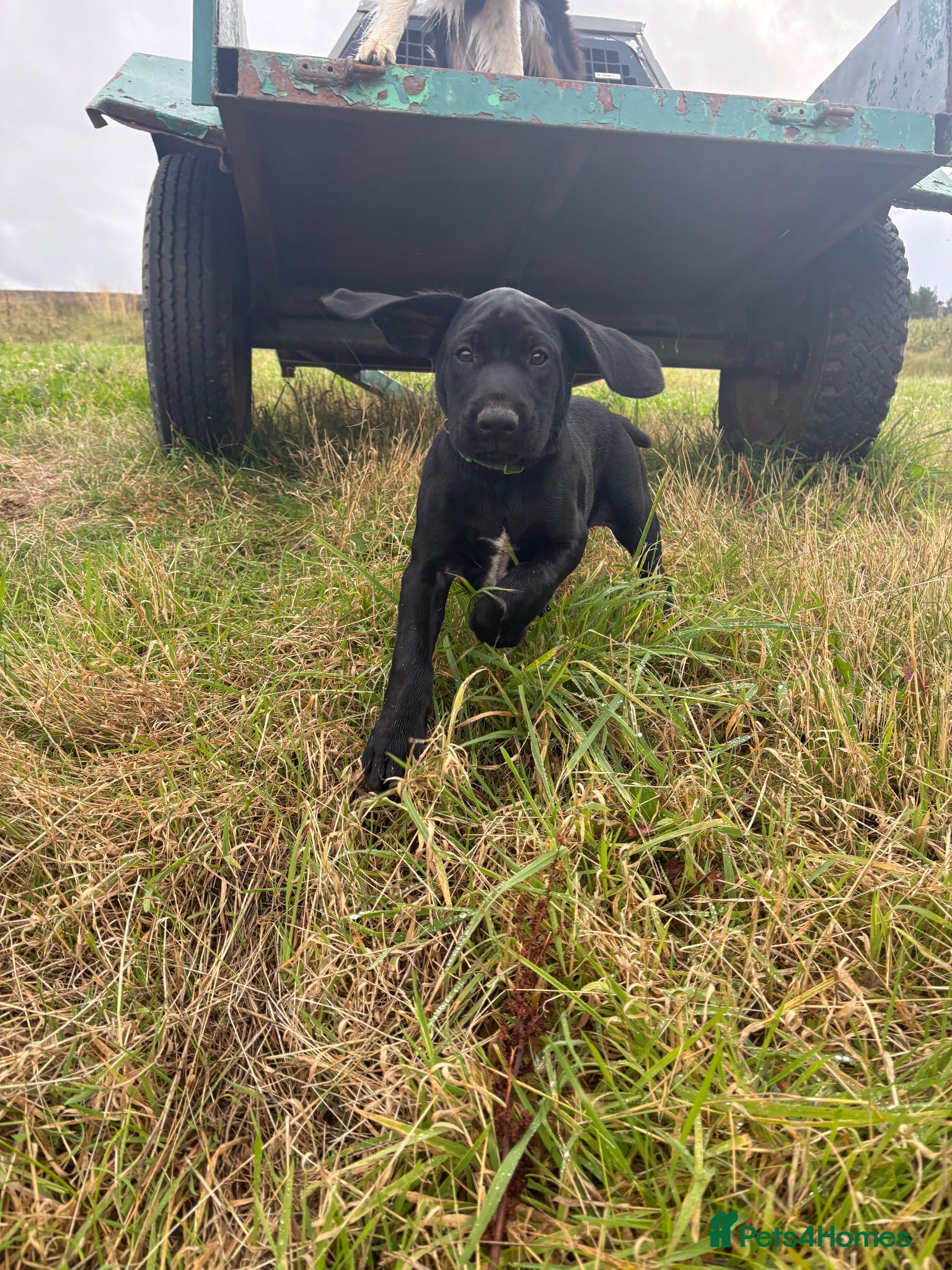 Mixed Breed dogs READY TO LEAVE! GWP X Labrador puppies - Advert 2