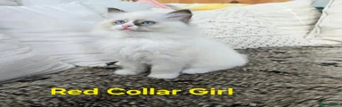 Ragdoll 5