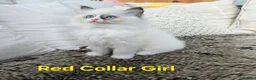 Ragdoll cats for sale: Adorable Ragdoll kittens looking for loving homes! - Advert 34