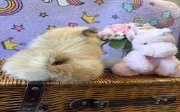 Mixed Breed dogs for sale: Maltipom  - Advert 7