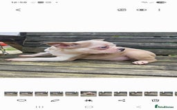 French Bulldog dogs for sale: French bulldog pups pink/fluffy READY NOW - Advert 14