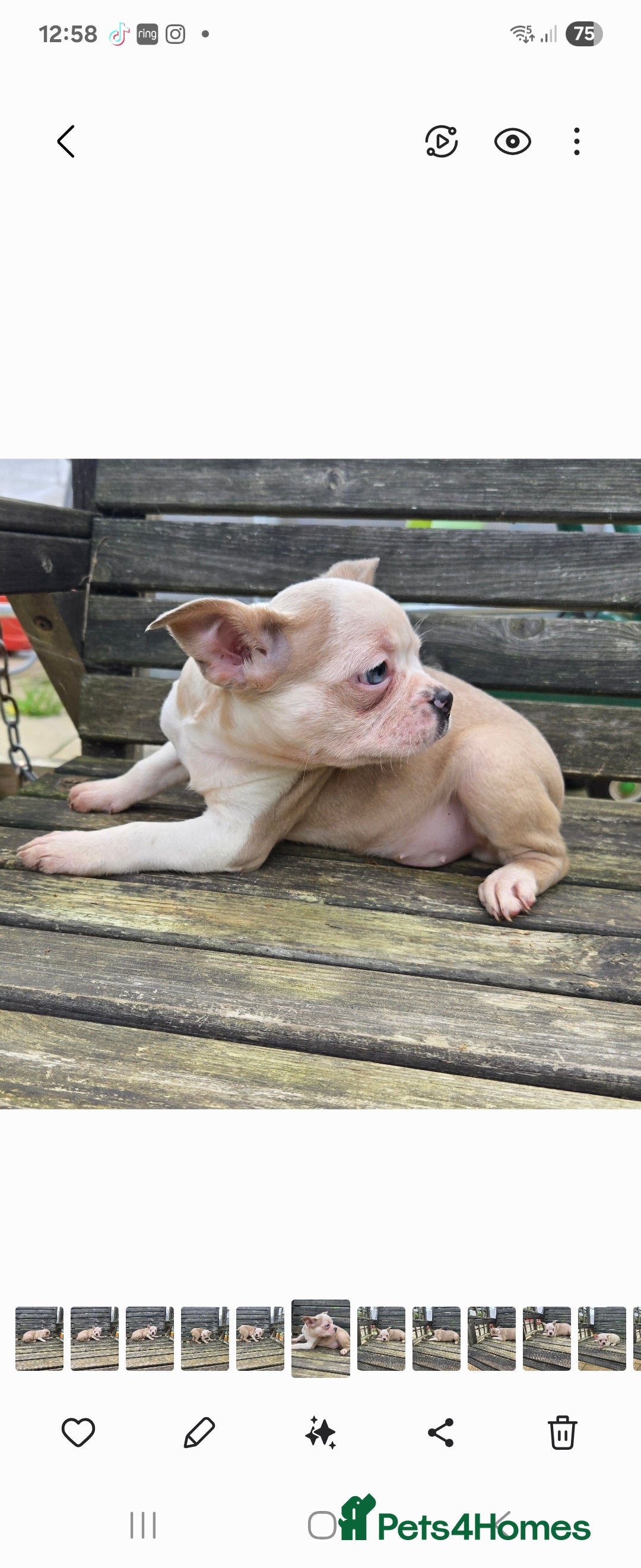 French Bulldog dogs for sale: French bulldog pups pink/fluffy READY NOW - Advert 14