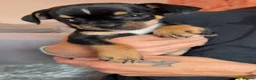 Chihuahua dogs for sale: Beautiful tiny chihuahua’s - Advert 23