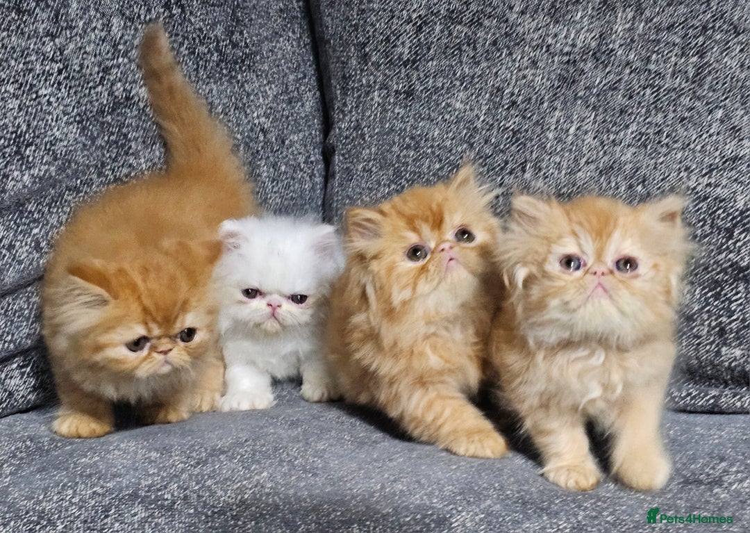 Persian cats for sale: 2 X RED, WHITE MALE PURE PERSIAN KITTENS  - Image 5