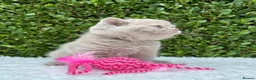 British Shorthair cats for sale: British Shorthair Kittens - GCCF - Advert 9