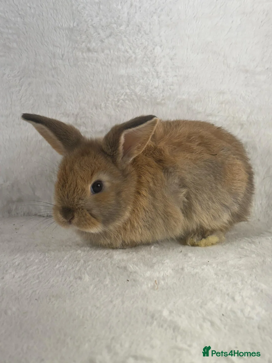 Mini Lop rabbits for sale: 6 x ginger/brown mini lop rabbits - Advert 7