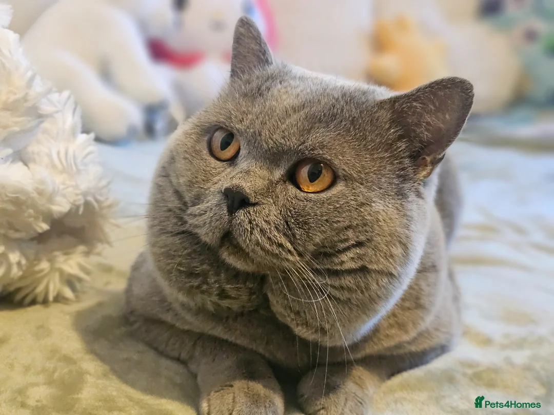 British Shorthair cats for stud: Britishshorthair stud - Advert 1