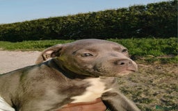 Staffordshire Bull Terrier dogs for sale: ‼️READY NOW Blue Staffy puppies 8 week old‼️ in Birmingham - Image 5