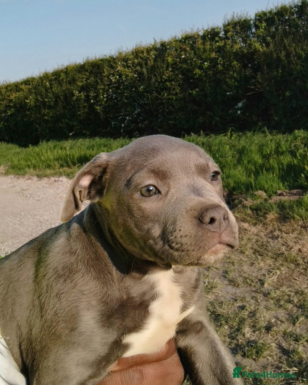 Staffordshire Bull Terrier dogs for sale: ‼️READY NOW Blue Staffy puppies 8 week old‼️ in Birmingham - Image 5