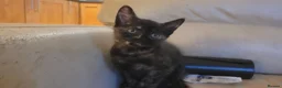 Mixed Breed cats for sale: Five Gorgeous Kittens Available! - Advert 14