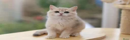 British Shorthair cats for sale: TICA Blue Golden BSH/BLH kittens looking for homes - Advert 2