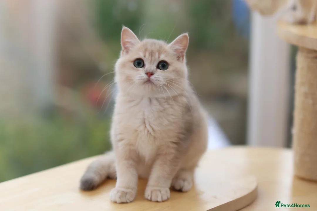 British Shorthair cats for sale: TICA Blue Golden BSH/BLH kittens looking for homes - Advert 2