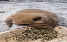 Mini Lop rabbits for sale: Male mini lop for sale - Advert 3