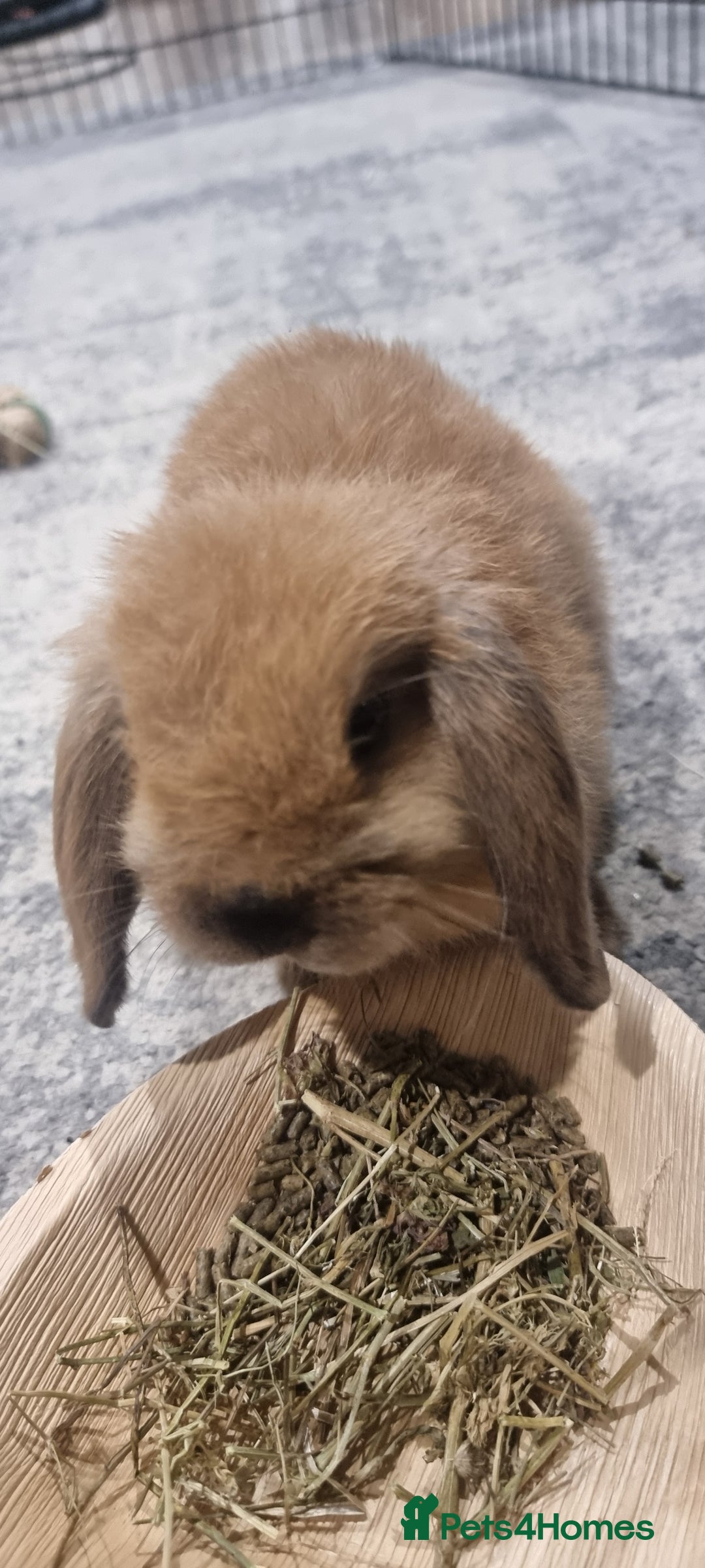 Mini Lop rabbits for sale: Male mini lop for sale - Advert 3