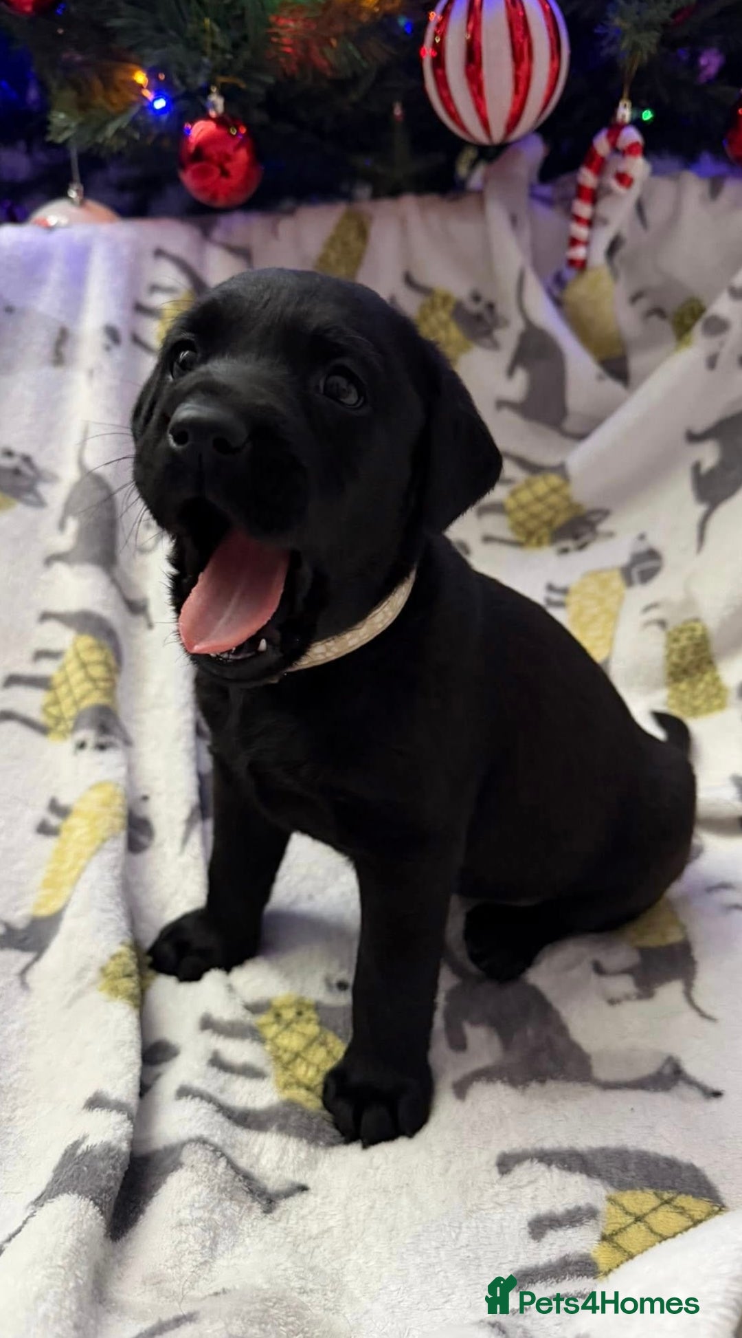 Labrador Retriever dogs for sale: Adorable Labrador Puppies–KC Registered - Advert 13