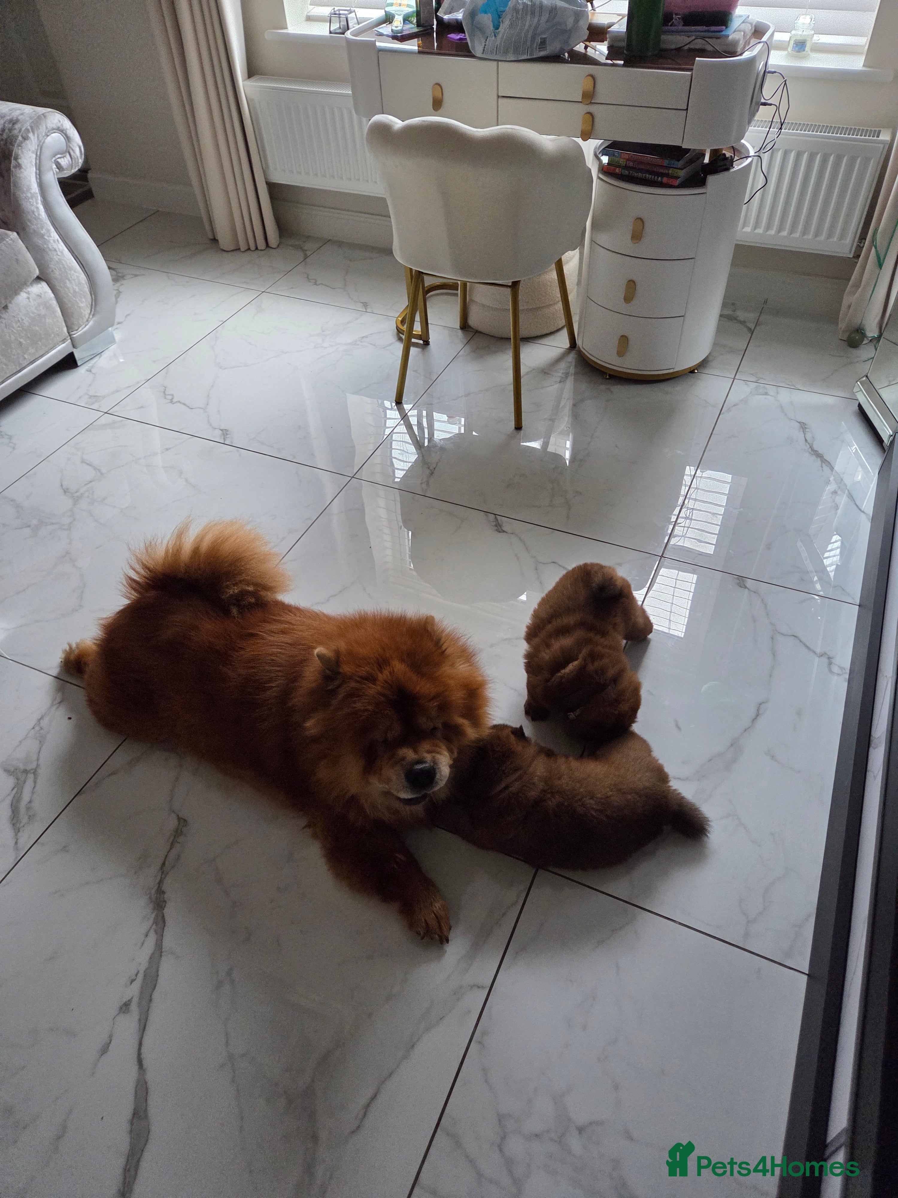 Chow Chow dogs KC REGISTERED CHOW CHOW GIRL - Advert 8