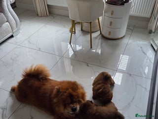 Chow Chow dogs KC REGISTERED CHOW CHOW GIRL - Advert 8