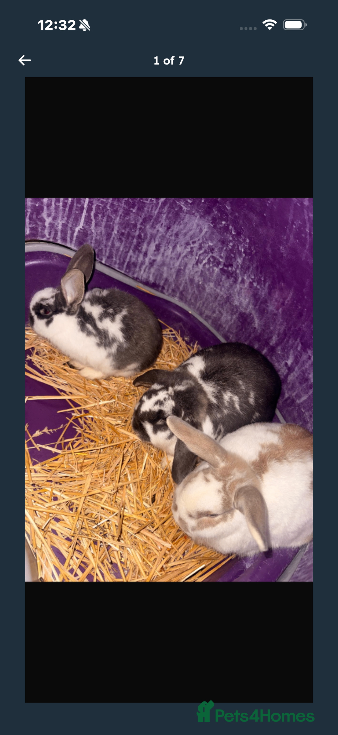 English Lop rabbits for sale: Baby bambi bunny  - Advert 11