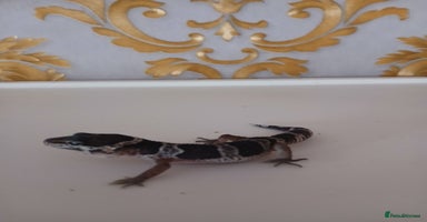 Leopard Gecko reptiles - Advert 13