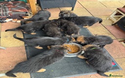 German Shepherd dogs for sale: Gorgeous 10 GSD Puppies Looking For Their Homes - Image 14