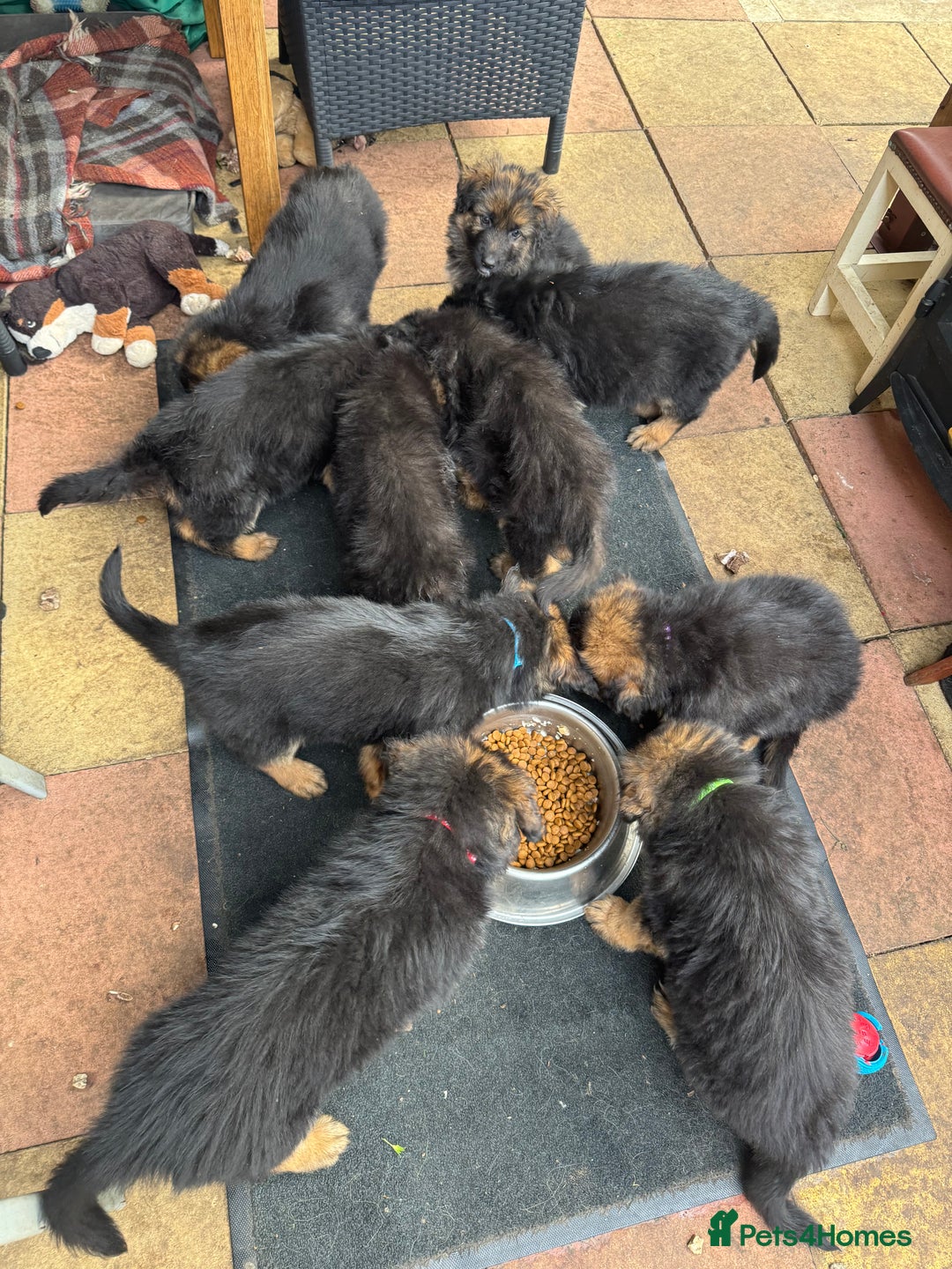 German Shepherd dogs for sale: Gorgeous 10 GSD Puppies Looking For Their Homes - Image 14
